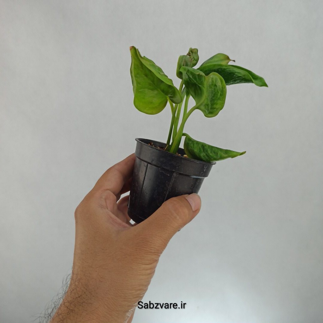پتوس شانگریلا (H22720)