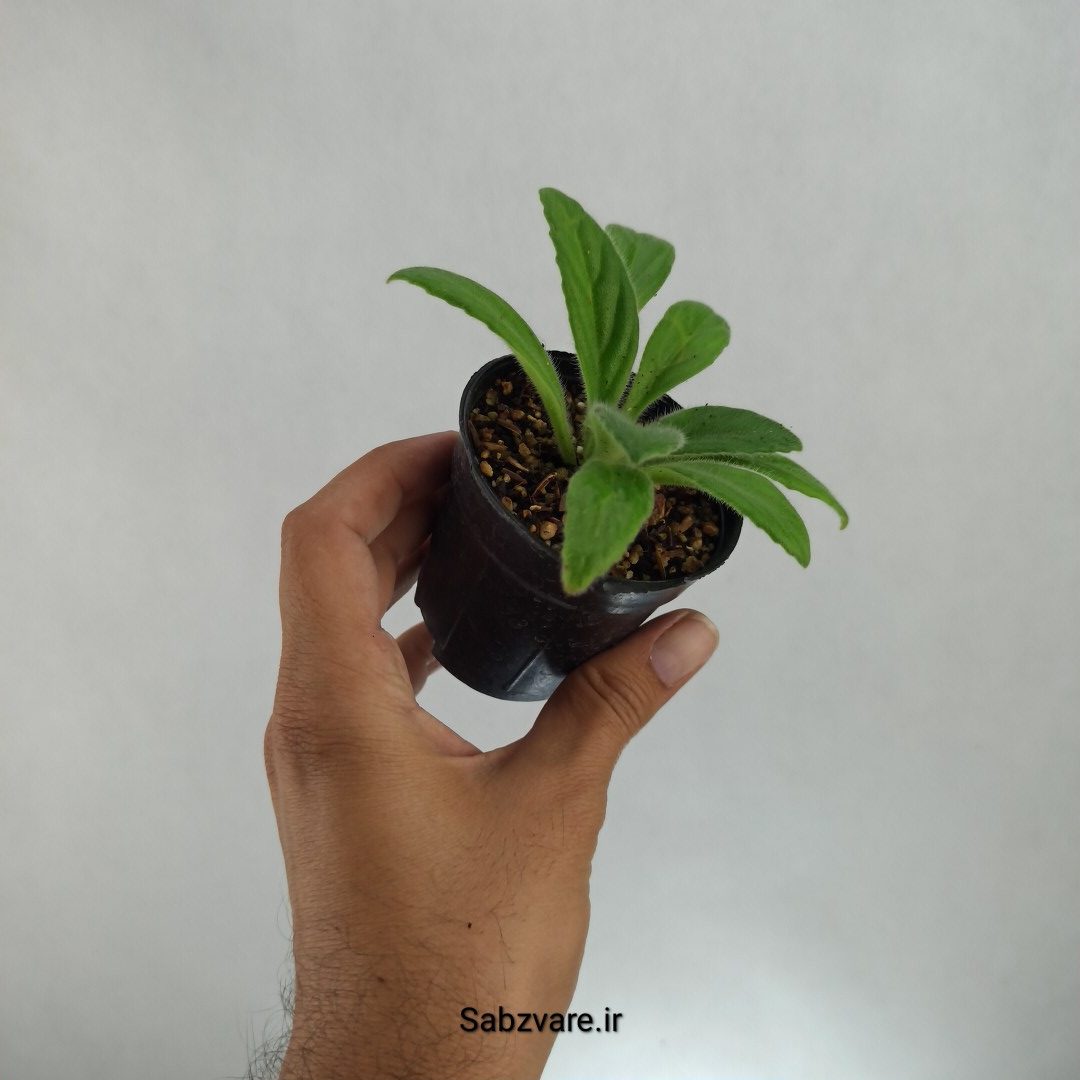 پریمولینا چیریتا (H22721) - Image 2