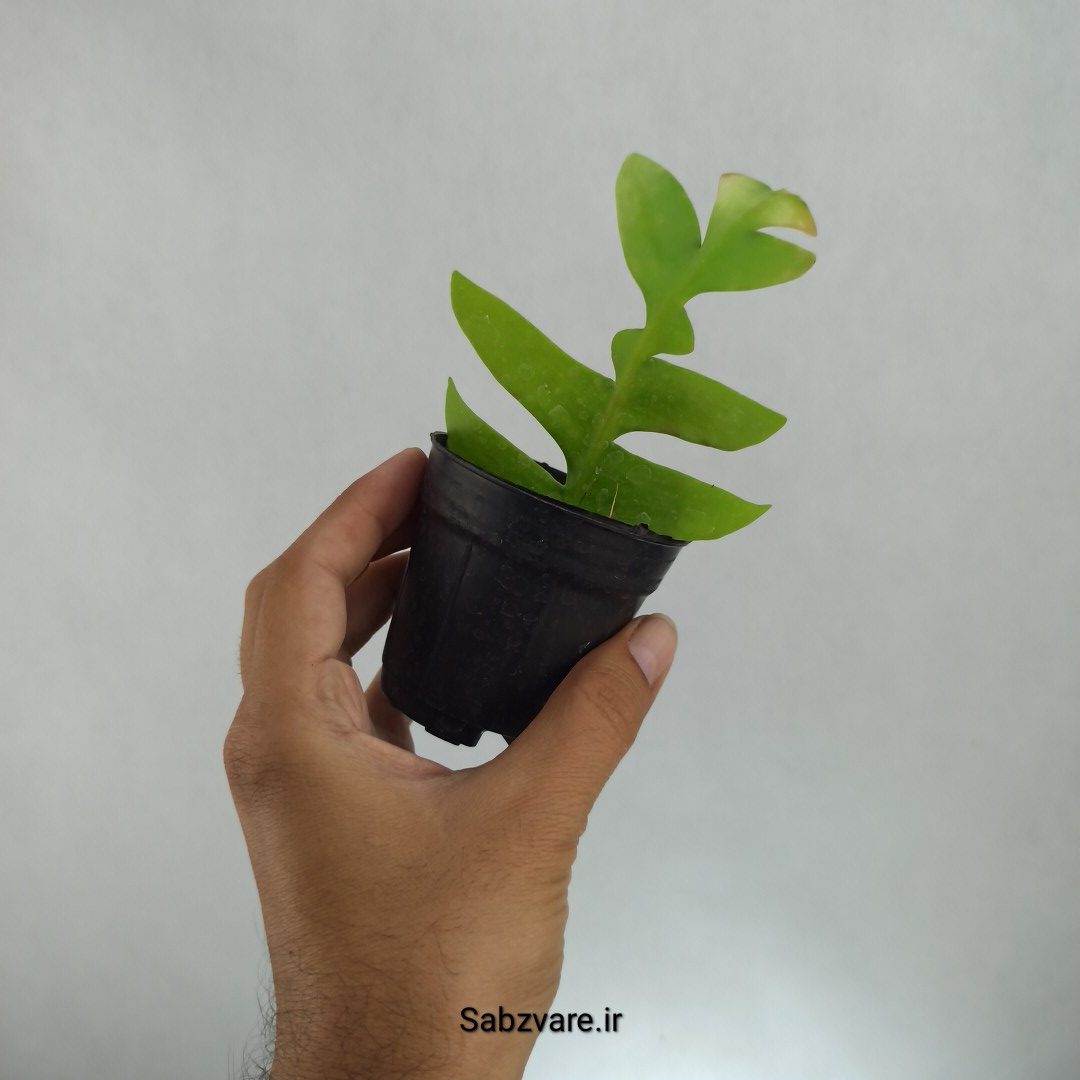 اپیفیلوم برگ سرخسی (H22723)