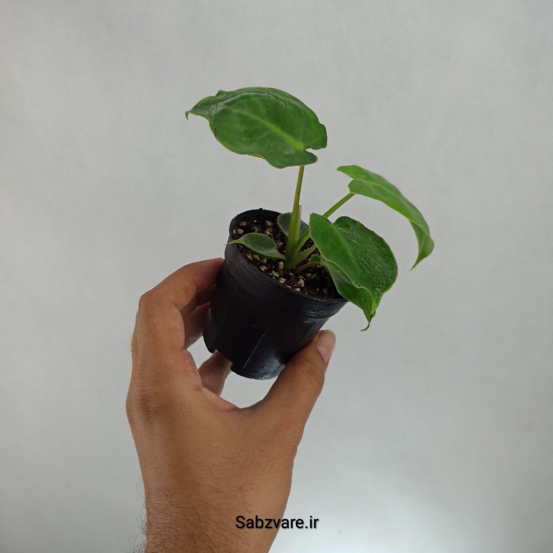 فیلودندرون برل مارکس (H22738) - Image 2