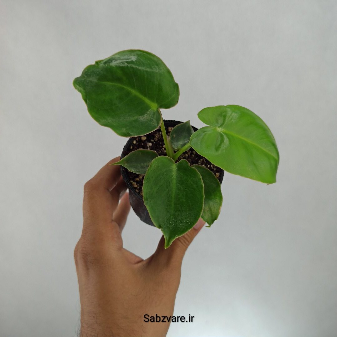 فیلودندرون برل مارکس (H22738)