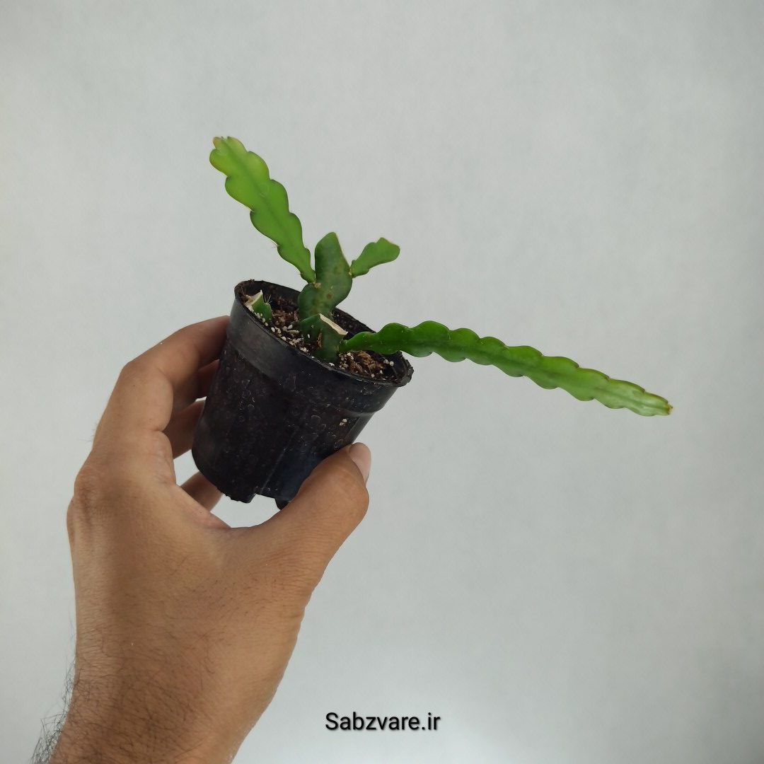 اپیفیلوم زیگزاگی (I22747) - Image 2