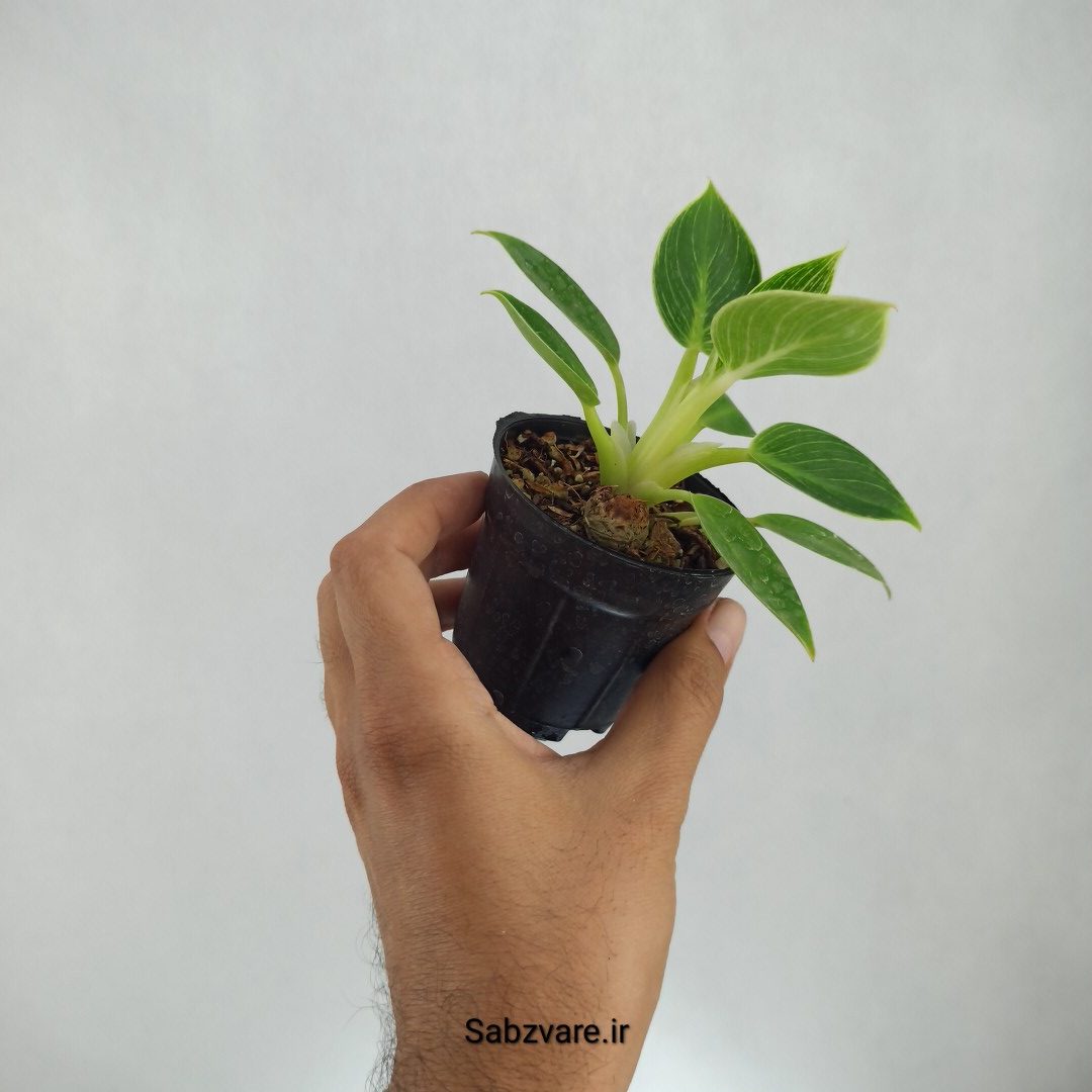 فیلودندرون برکین (J22767) - Image 2