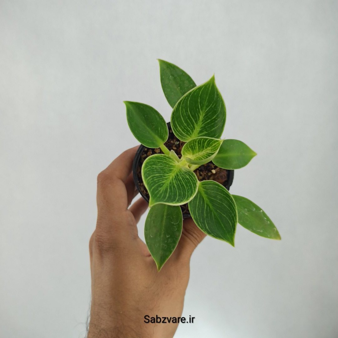 فیلودندرون برکین (J22767)