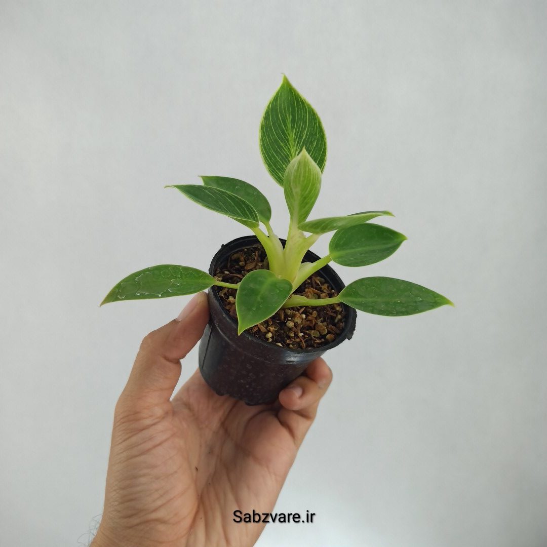 فیلودندرون برکین (J22767) - Image 3
