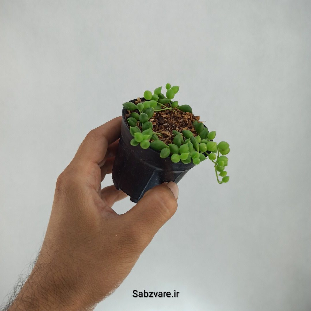 غوره ای (I22740) - Image 3