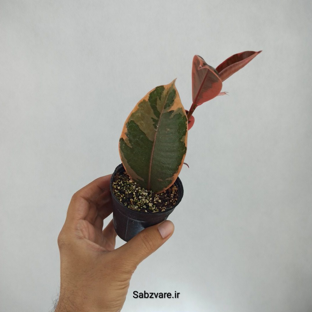 فیکوس شرابی (J22771) - Image 3