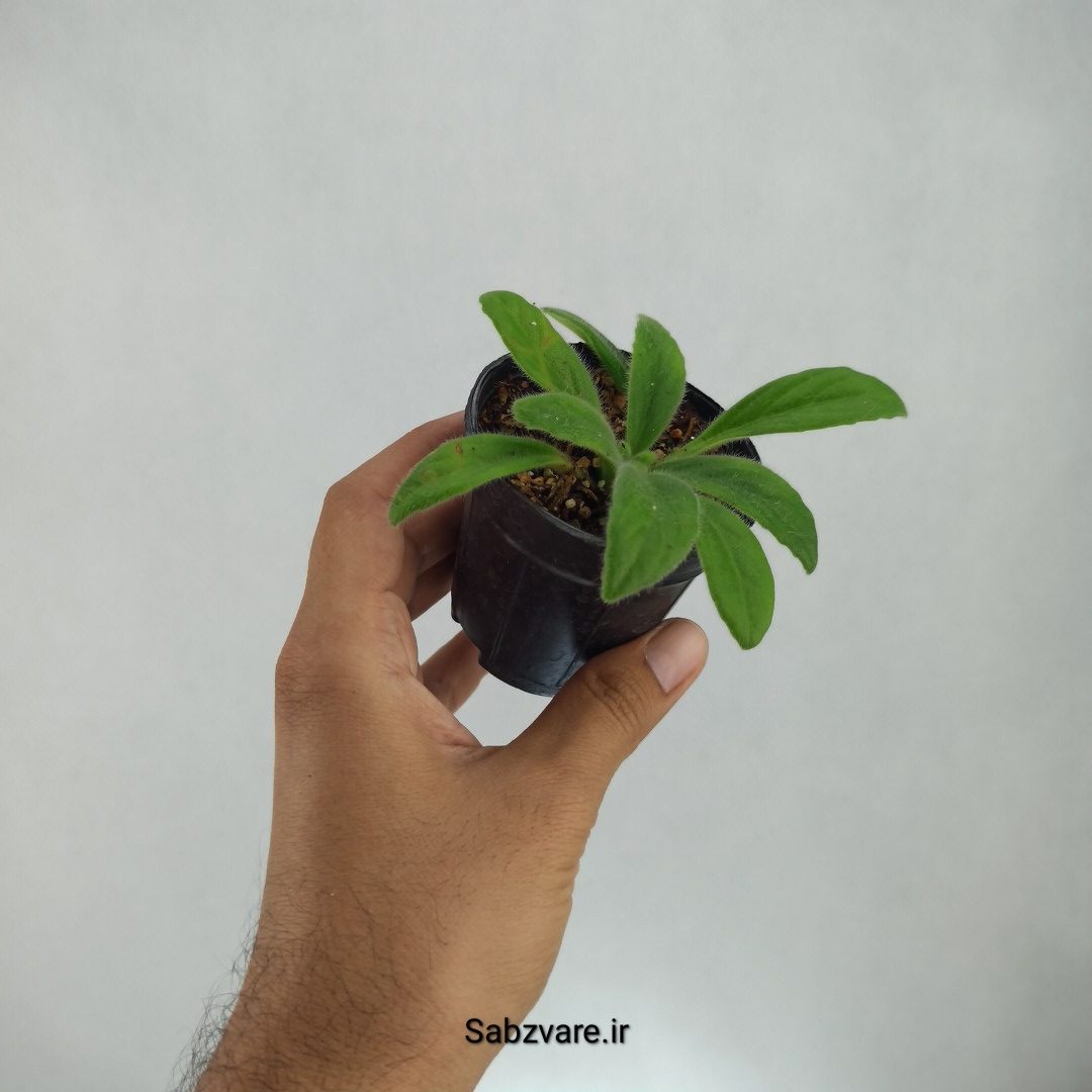 پریمولینا چیریتا (J22779) - Image 2