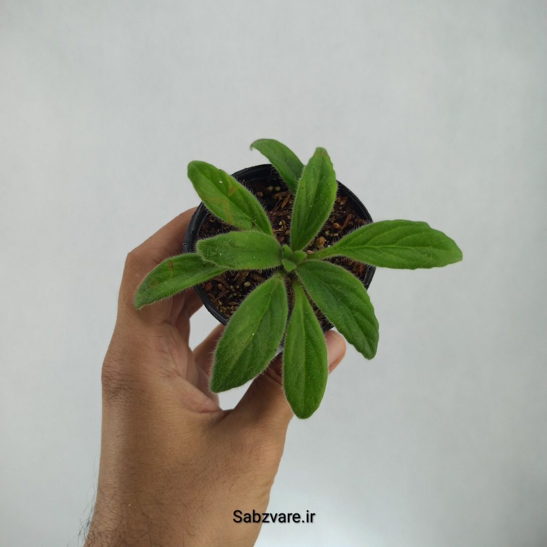پریمولینا چیریتا (J22779)