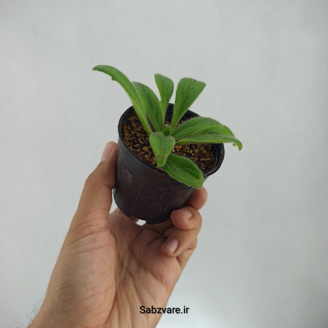 پریمولینا چیریتا (J22779) - Image 3