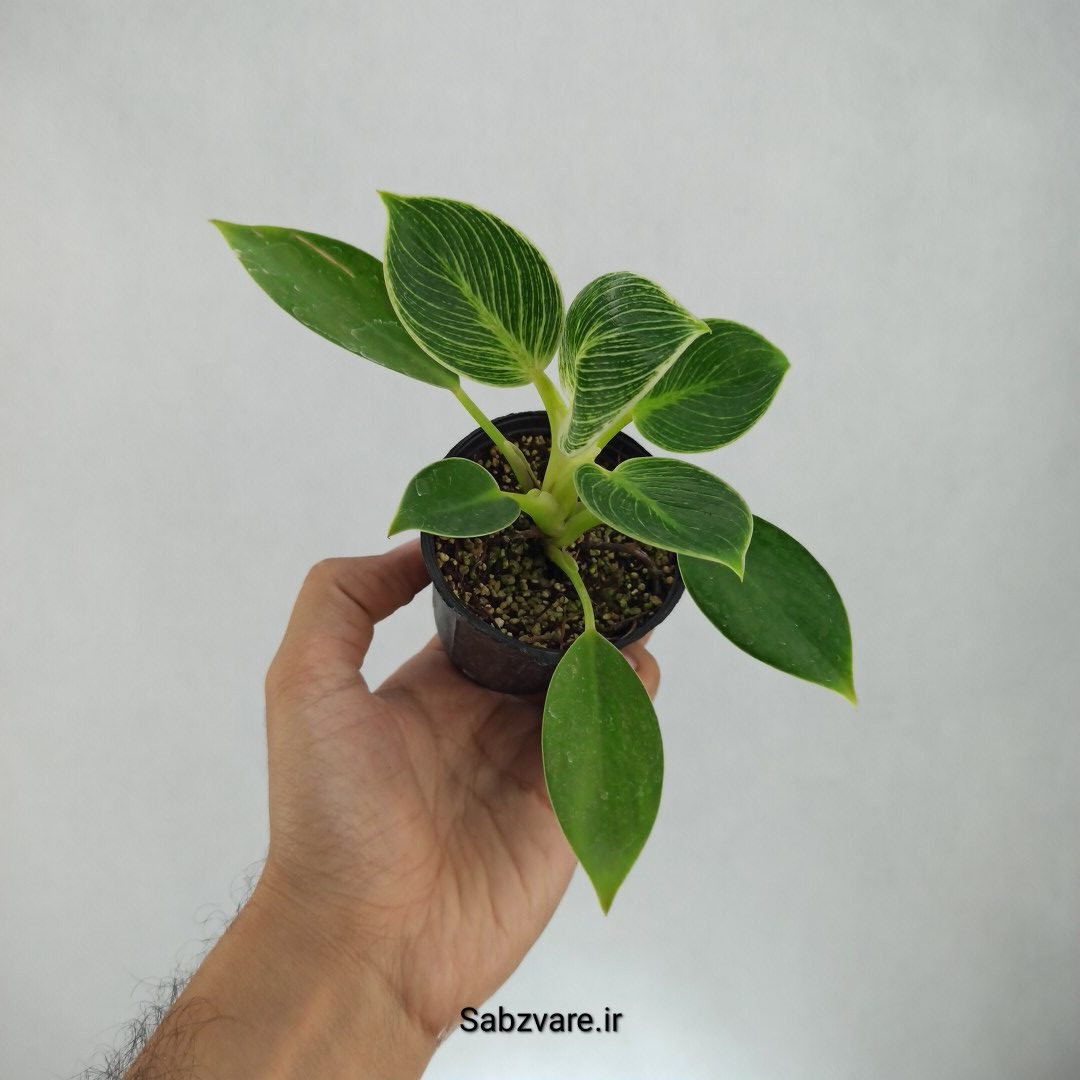 فیلودندرون برکین (K22787)