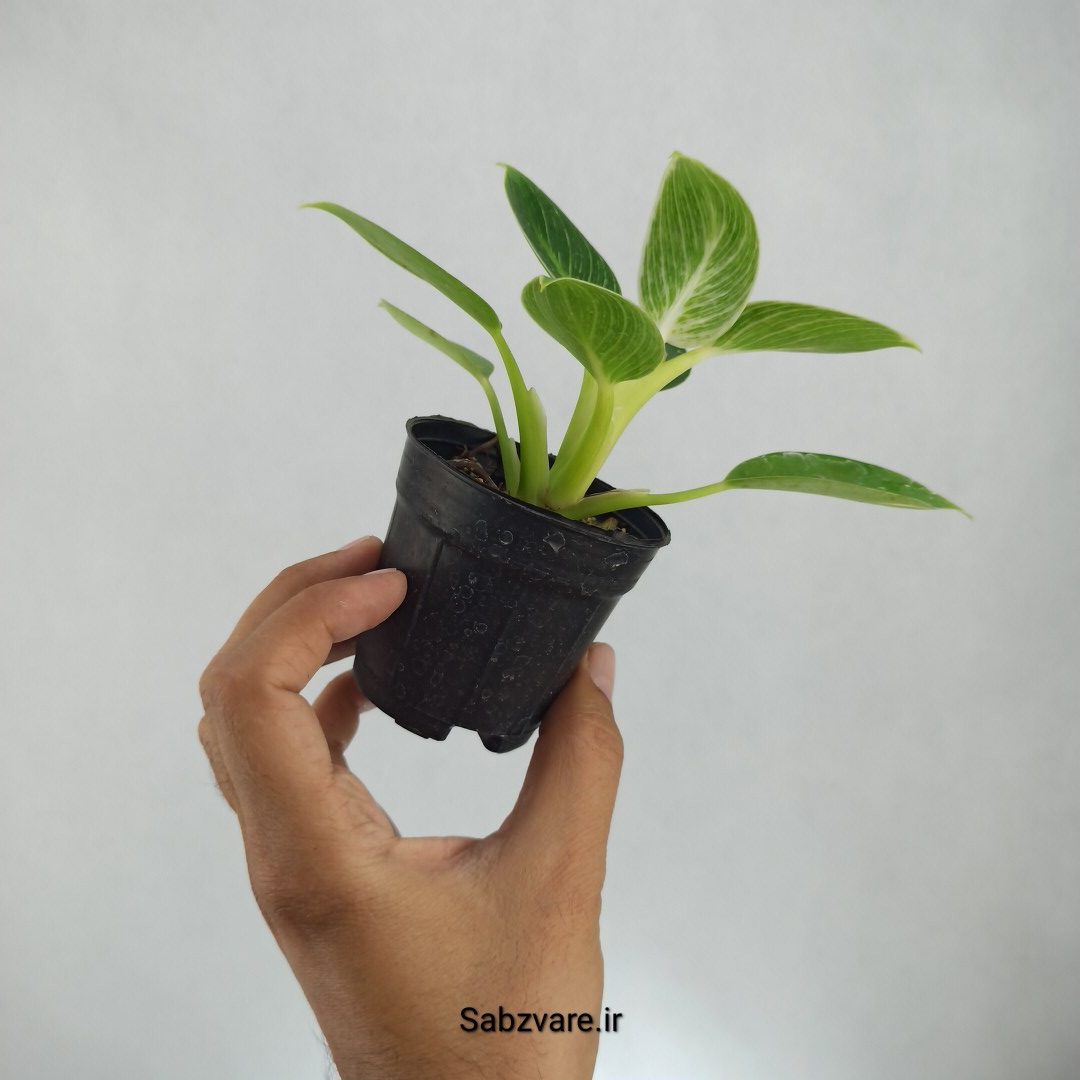فیلودندرون برکین (K22787) - Image 3