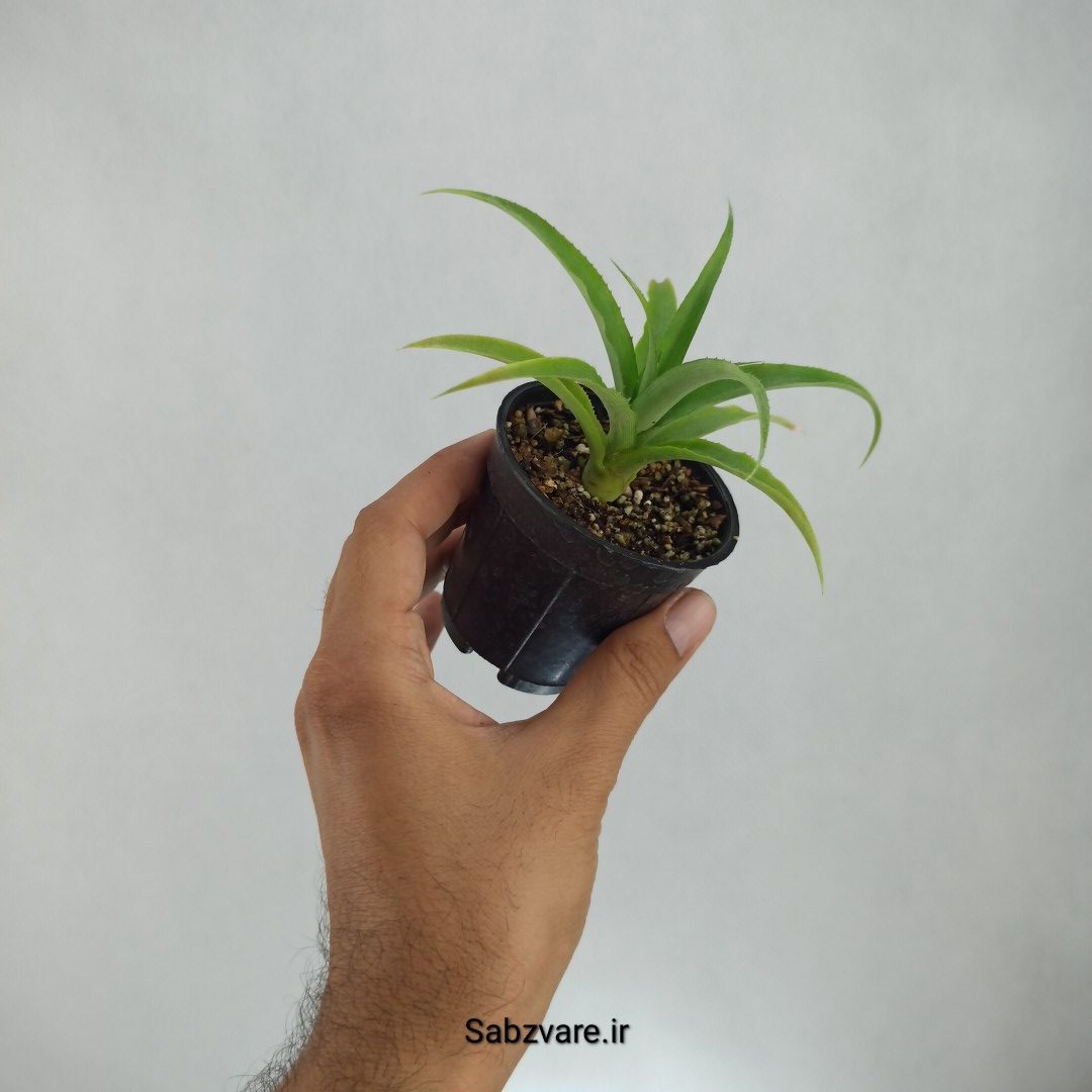 آناناس (K22788) - Image 3