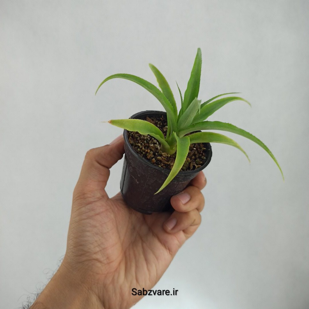 آناناس (K22788) - Image 2