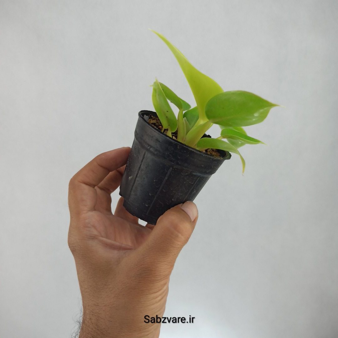 فیلودندرون لیمویی (K22799) - Image 3
