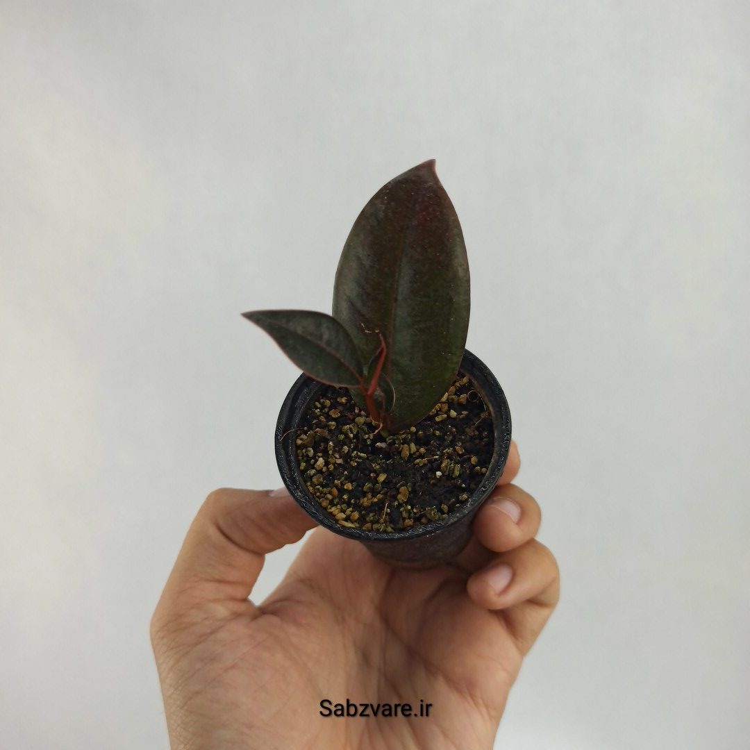 فیکوس سوپر بلک (L22812)