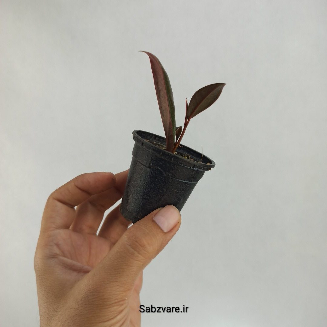 فیکوس سوپر بلک (L22812) - Image 3