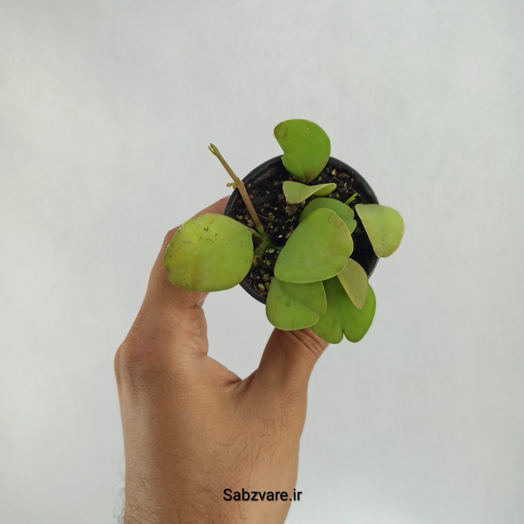 هویا دیسچیدیا گری (L22813)