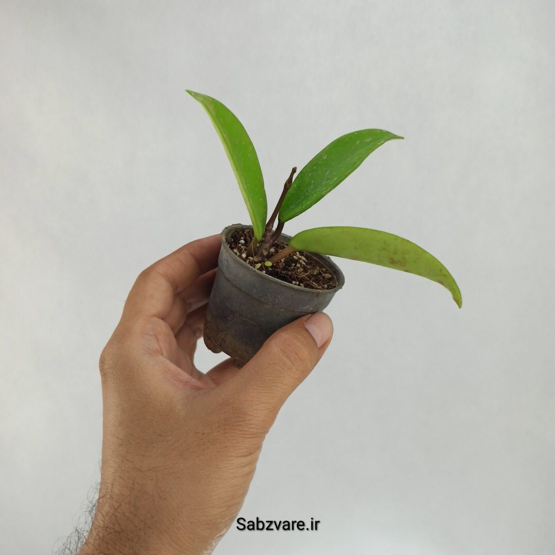 هویا پابیکالیکس (L22818) - Image 2