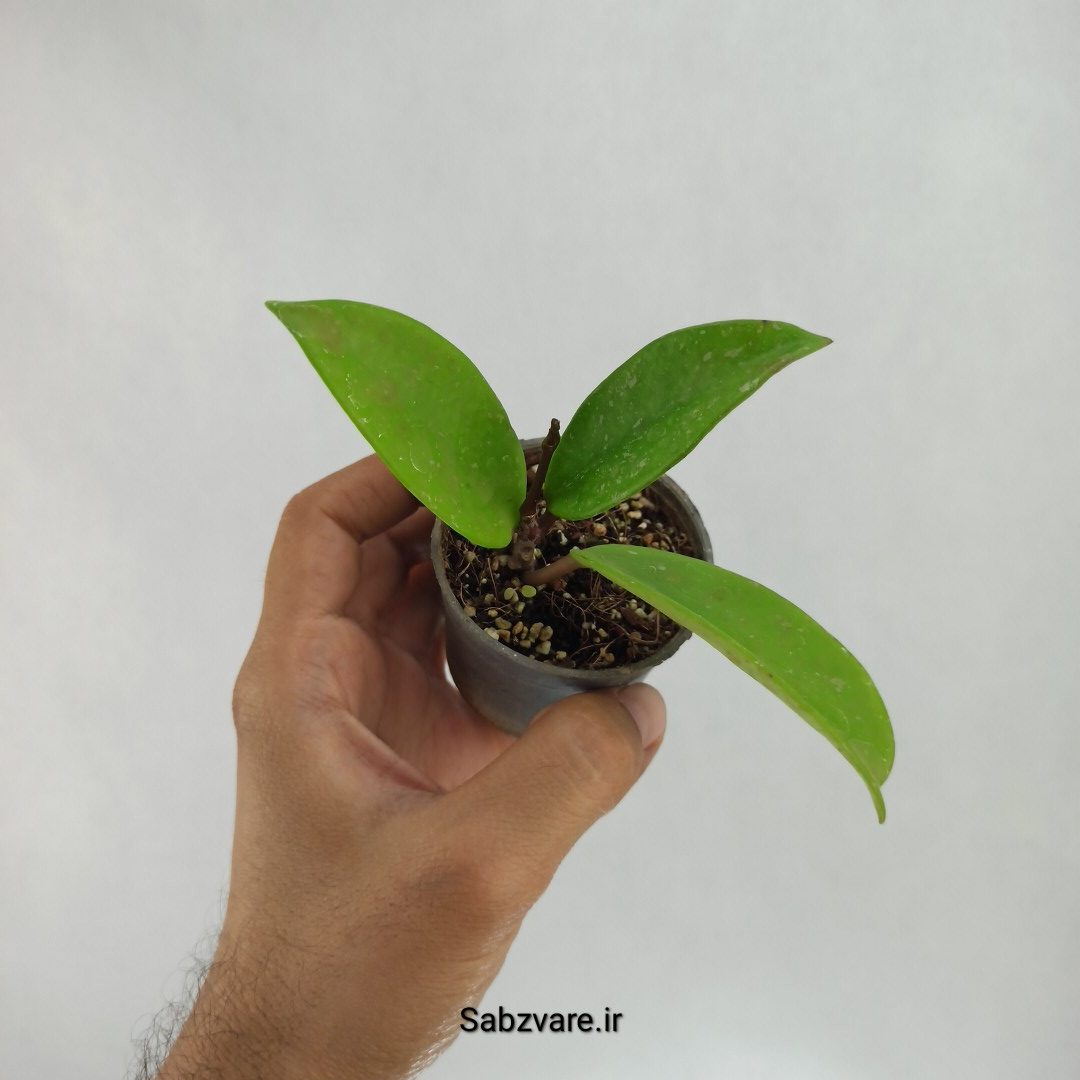 هویا پابیکالیکس (L22818)