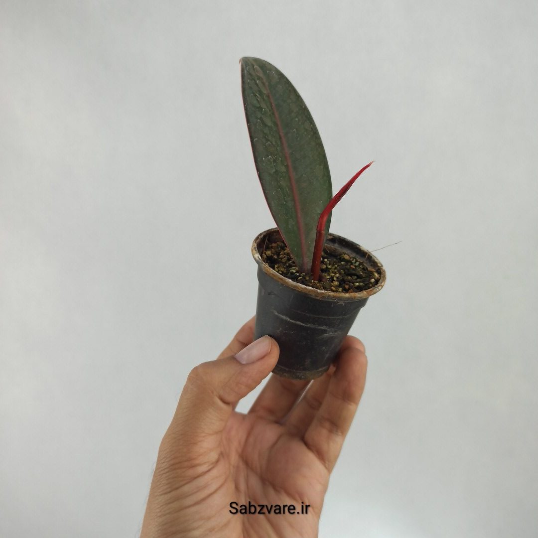 فیکوس سوپر بلک (M22825) - Image 2
