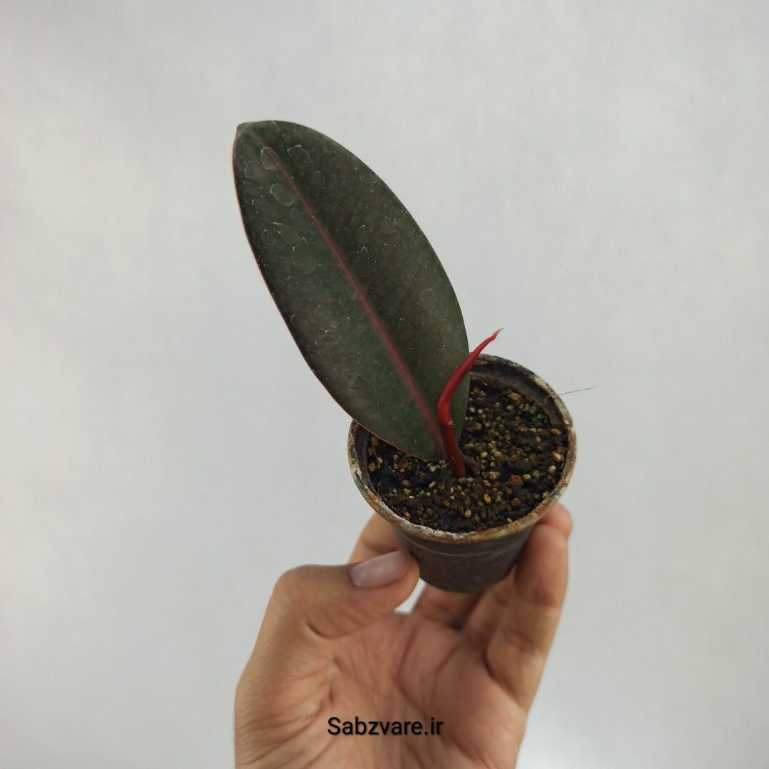 فیکوس سوپر بلک (M22825)