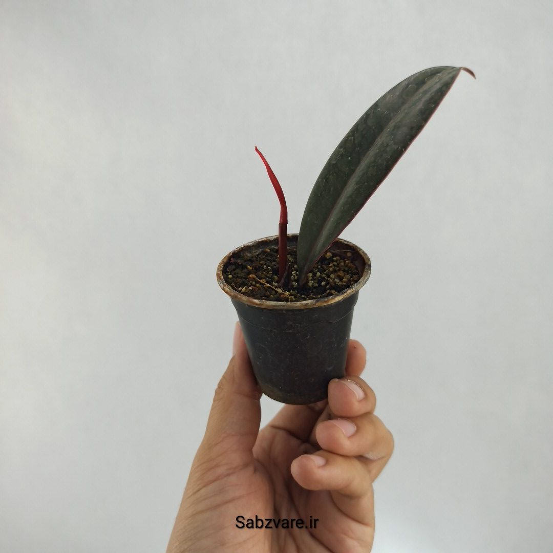 فیکوس سوپر بلک (M22825) - Image 3