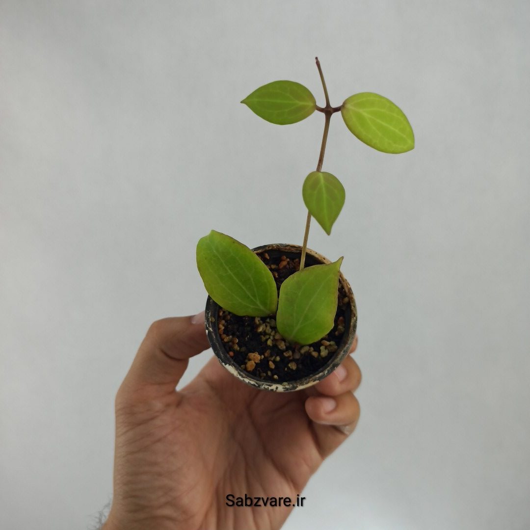 هویا کامفورفولیا (N22848)