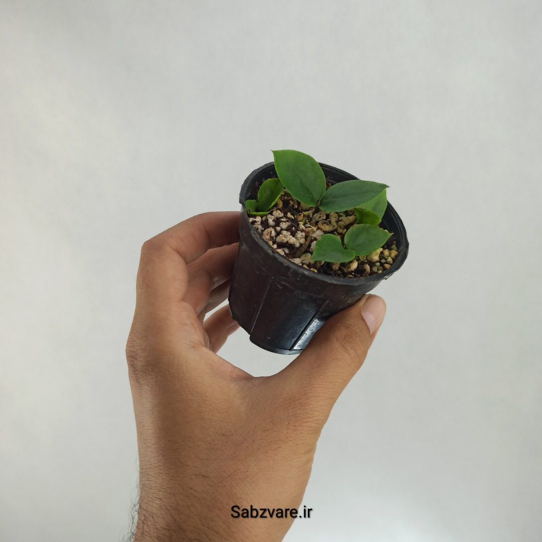 زامیفولیا سبز (O22866) - Image 2