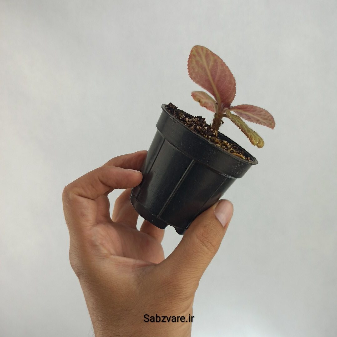 اپیشیا (O22868) - Image 3