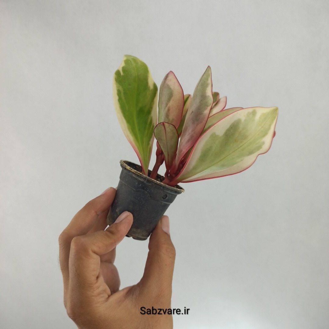 برگ قاشقی شرابی (O22879)