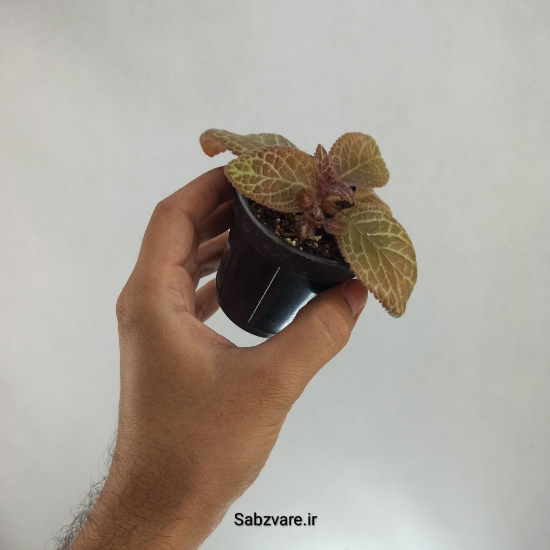 اپیشیا (P22887) - Image 2