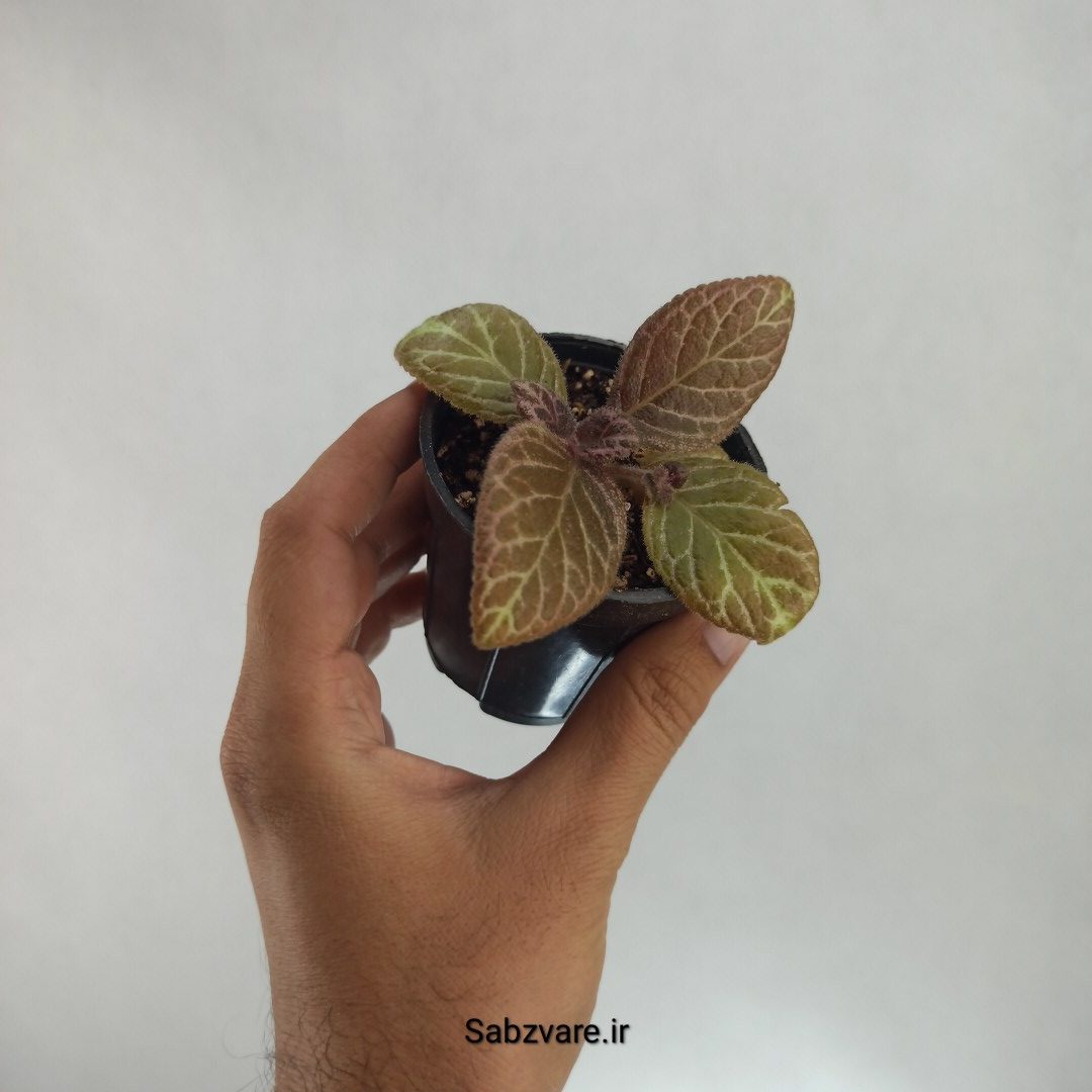 اپیشیا (Q22913) - Image 2