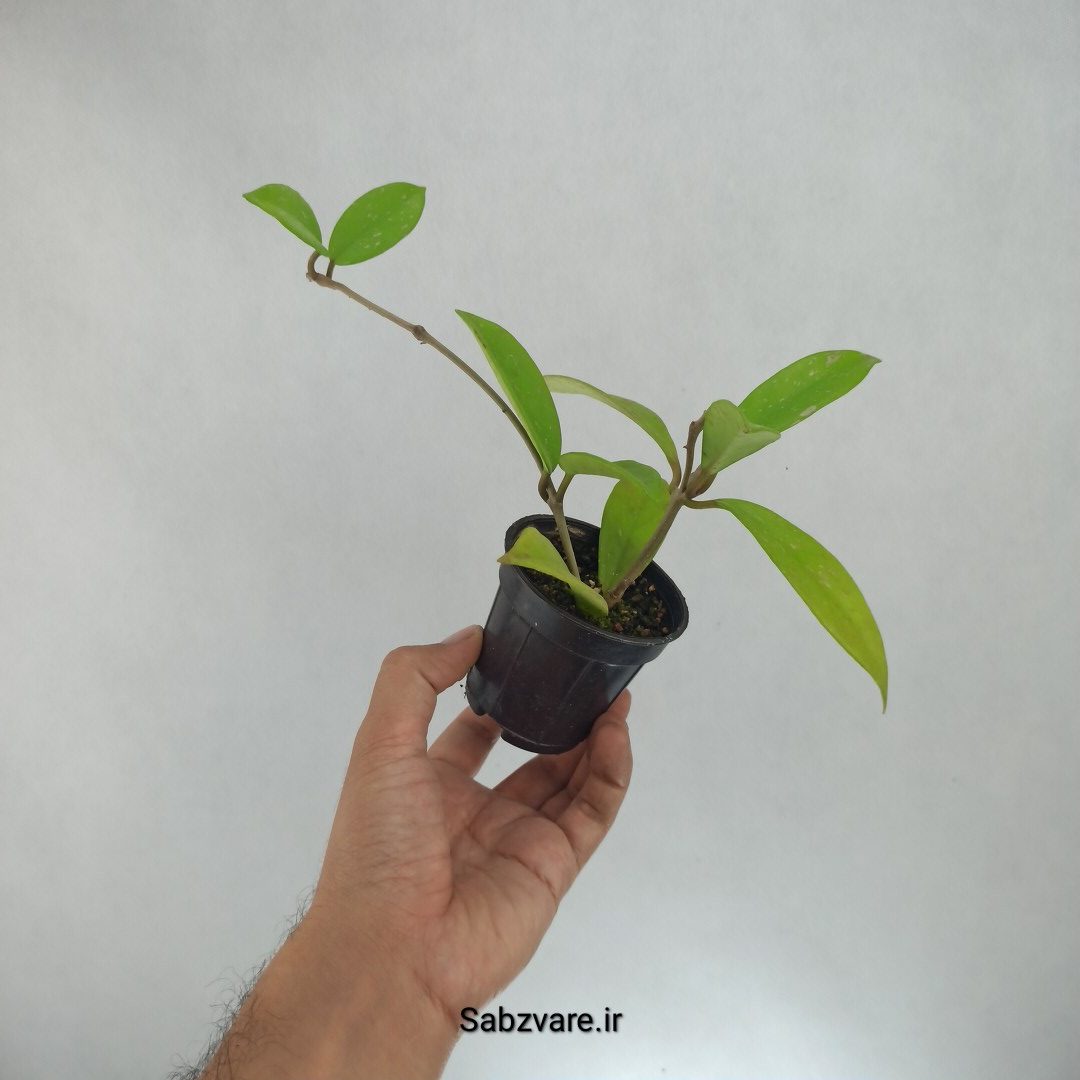 هویا پابیکالیکس (Q22926) - Image 3