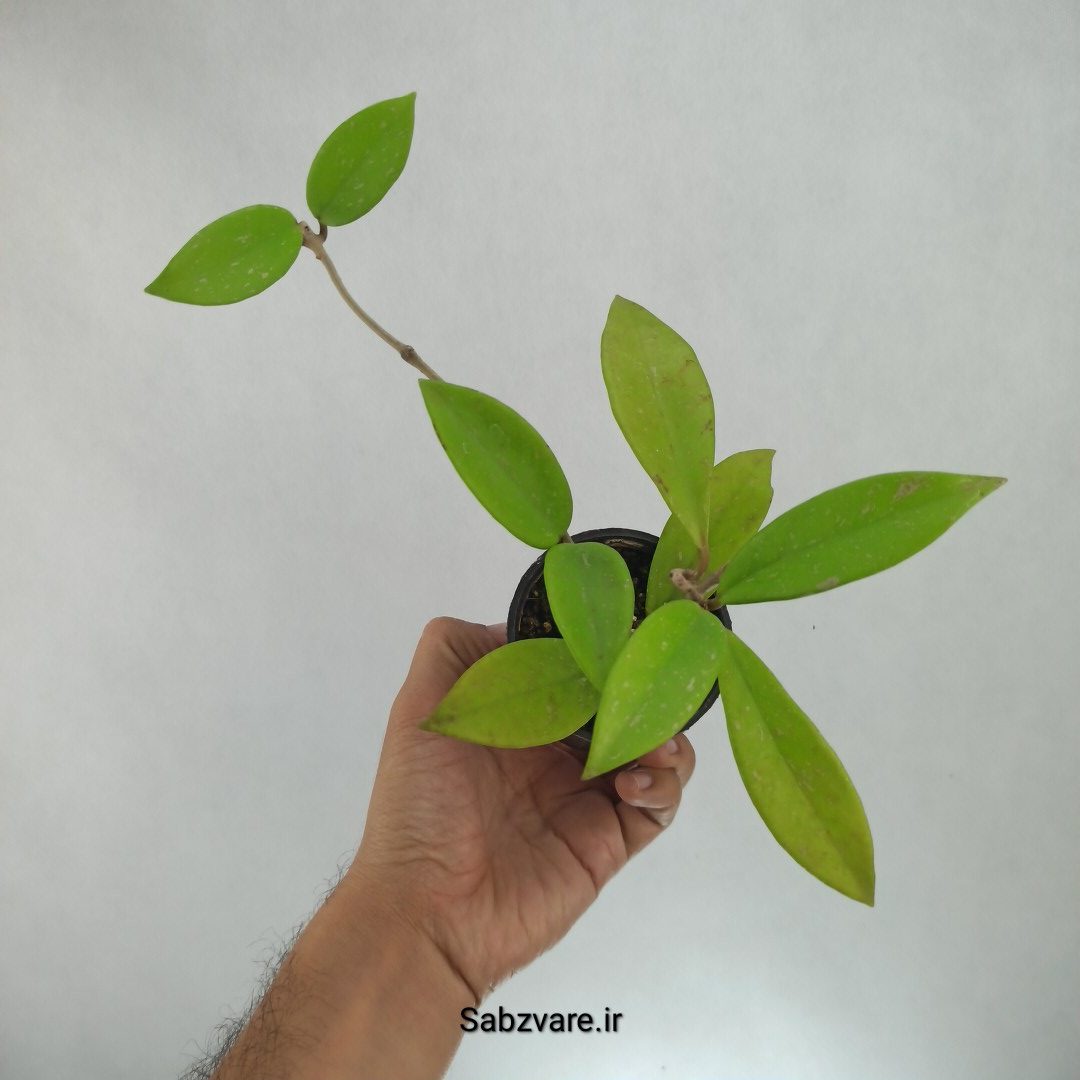 هویا پابیکالیکس (Q22926)