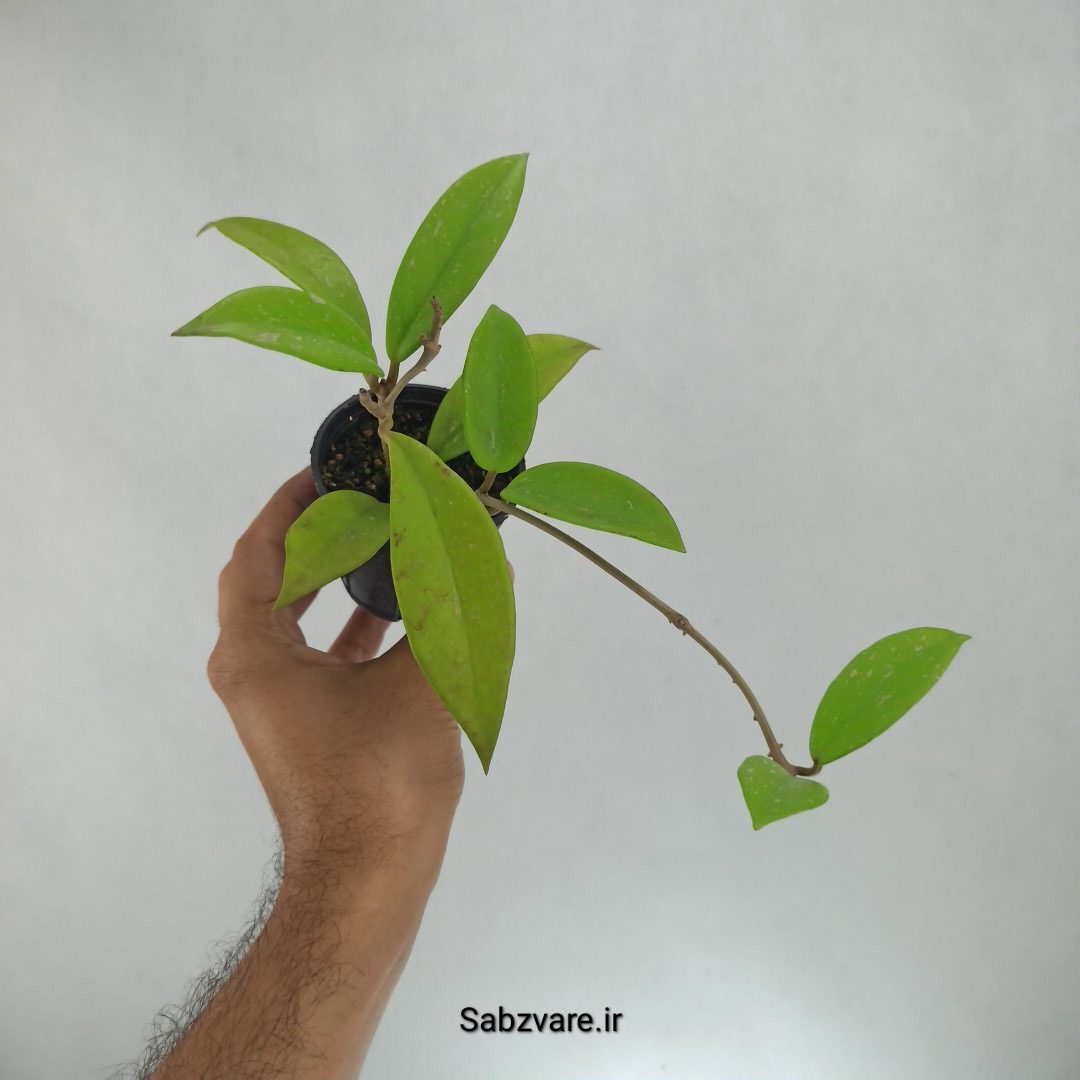 هویا پابیکالیکس (Q22926) - Image 2