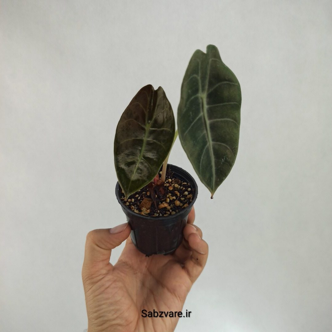 آلوکازیا Longiloba Suhirmaniana (R22933)
