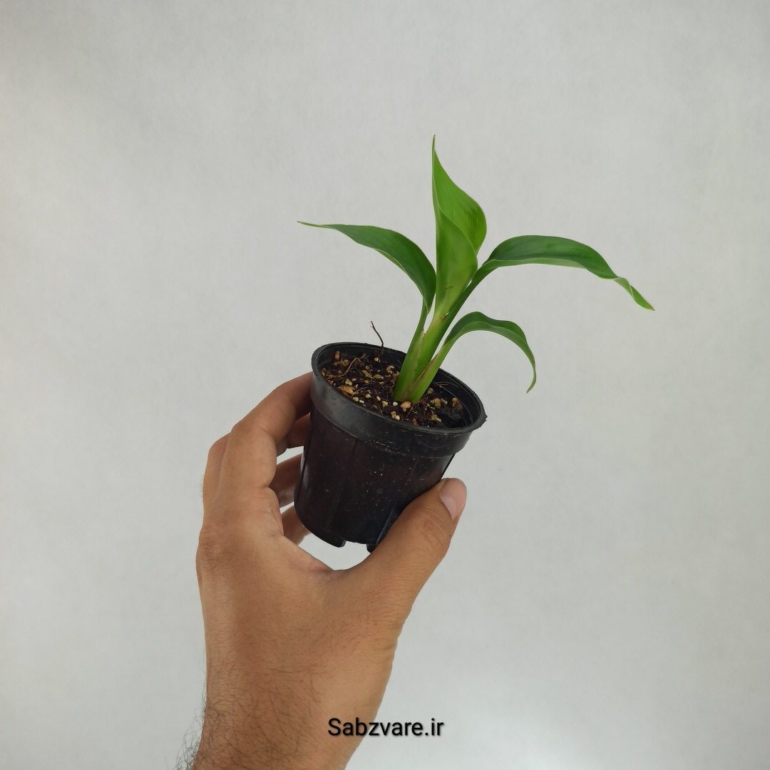 استرلیتزیا نیکولای (R22934) - Image 2