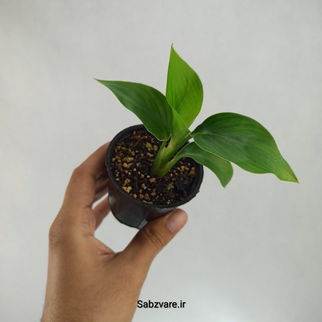 استرلیتزیا نیکولای (R22934)