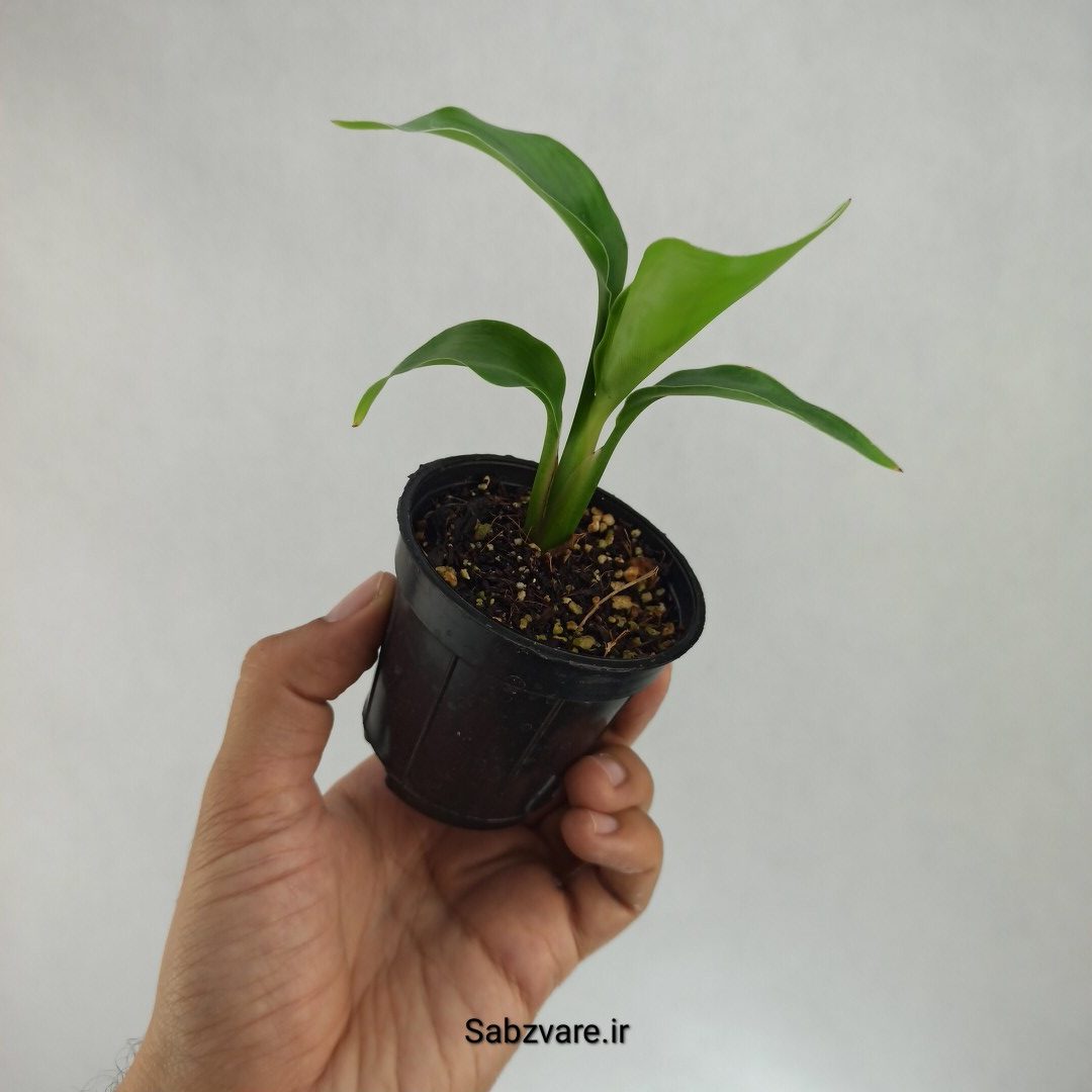 استرلیتزیا نیکولای (R22934) - Image 3