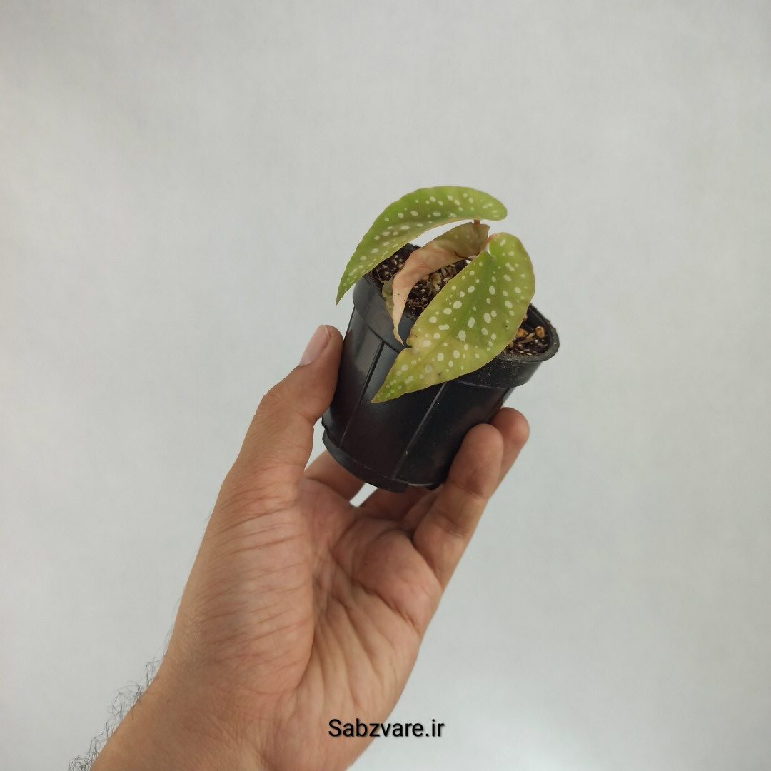 بگونیا آلبوپیکتا (R22939) - Image 2