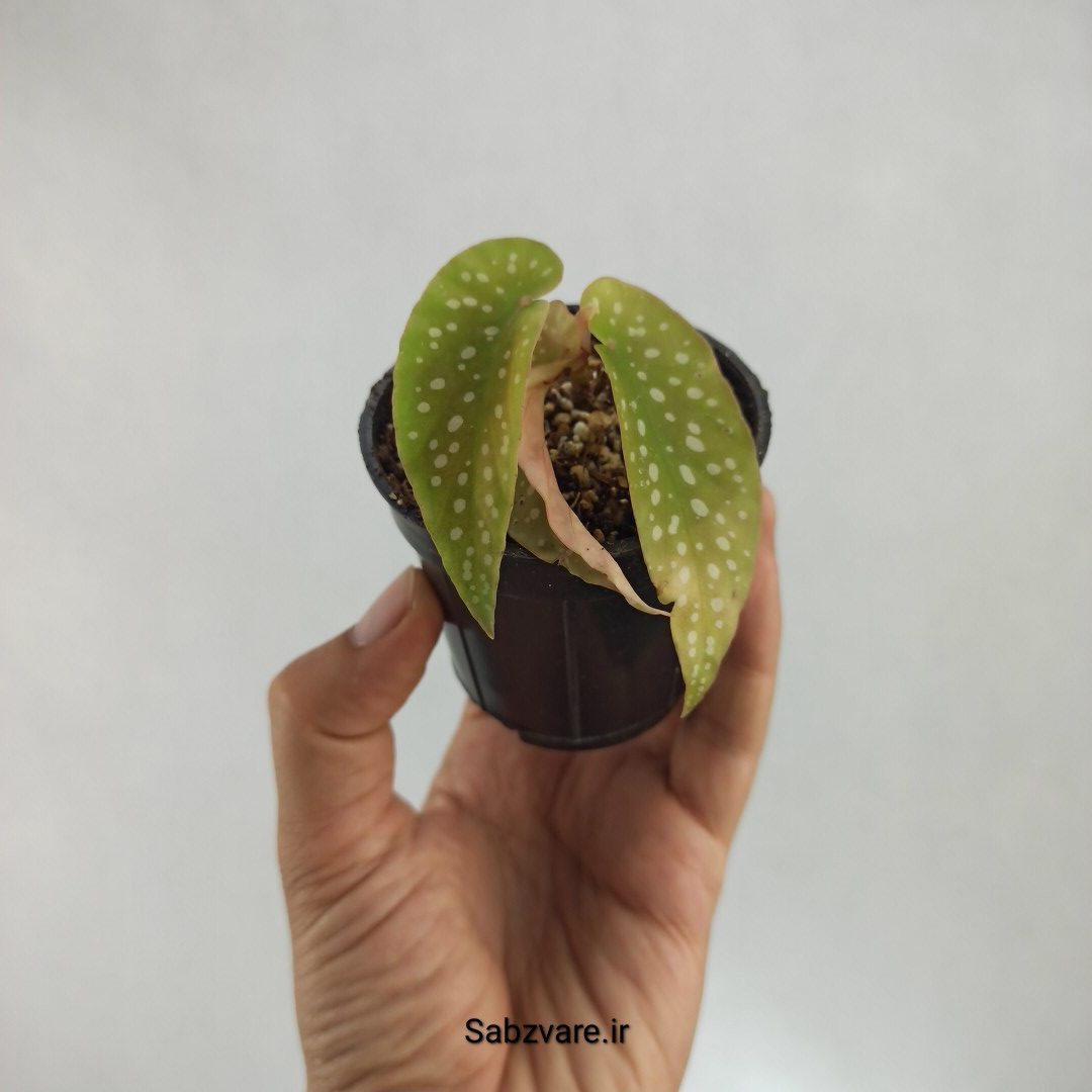 بگونیا آلبوپیکتا (R22939)