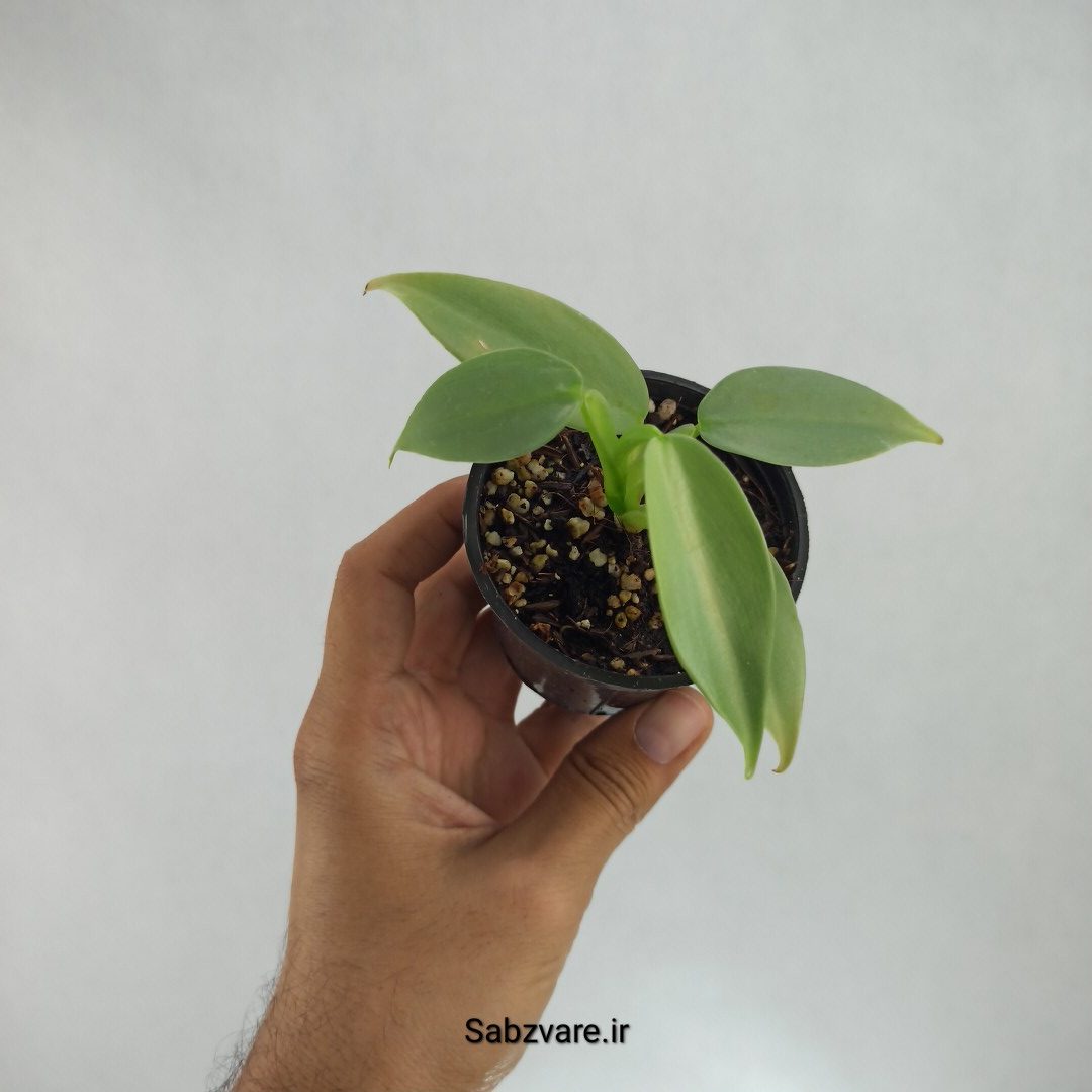 فیلودندرون سیلور (R22945)