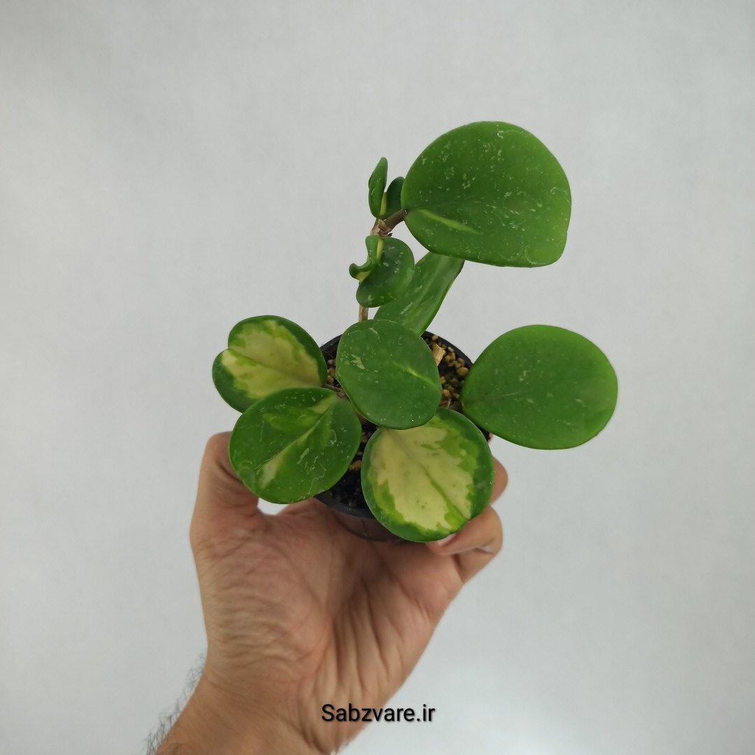 هویا آبواتا ابلق (2 بوته) (R22946)