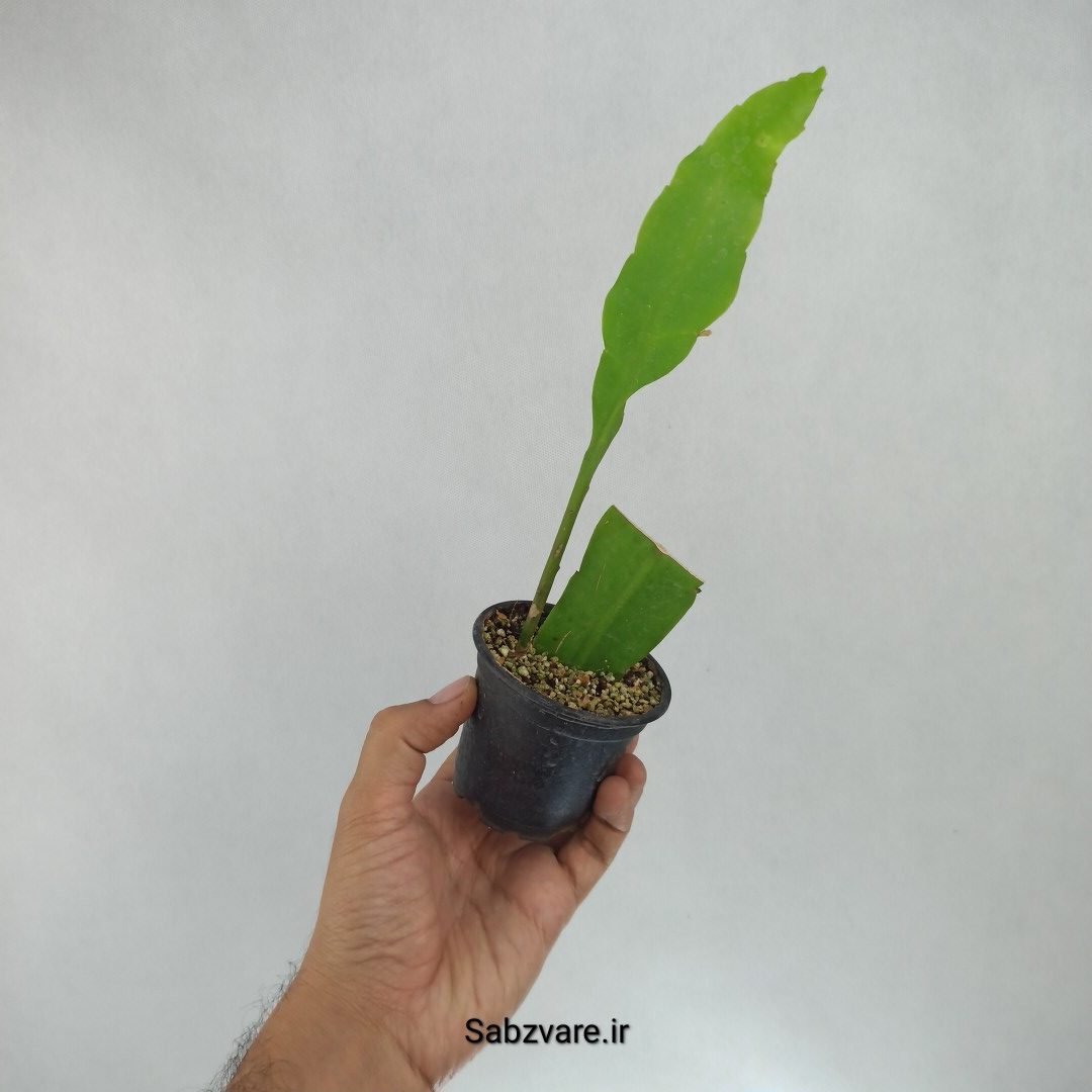 اپیفیلوم فیلانتوس (ملکه شب) (S22958) - Image 3