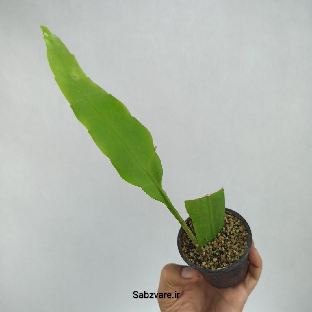 اپیفیلوم فیلانتوس (ملکه شب) (S22958)