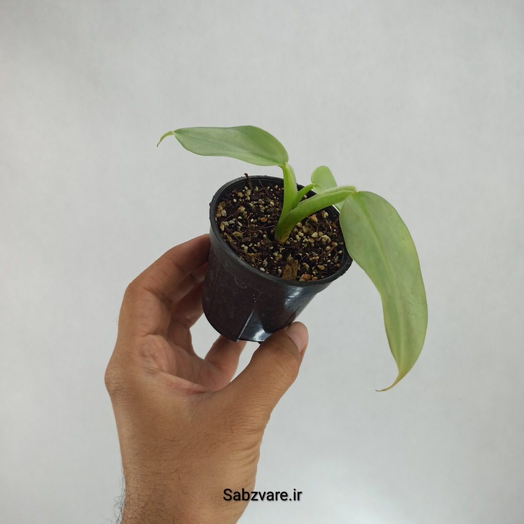 فیلودندرون سیلور (S22962) - Image 3