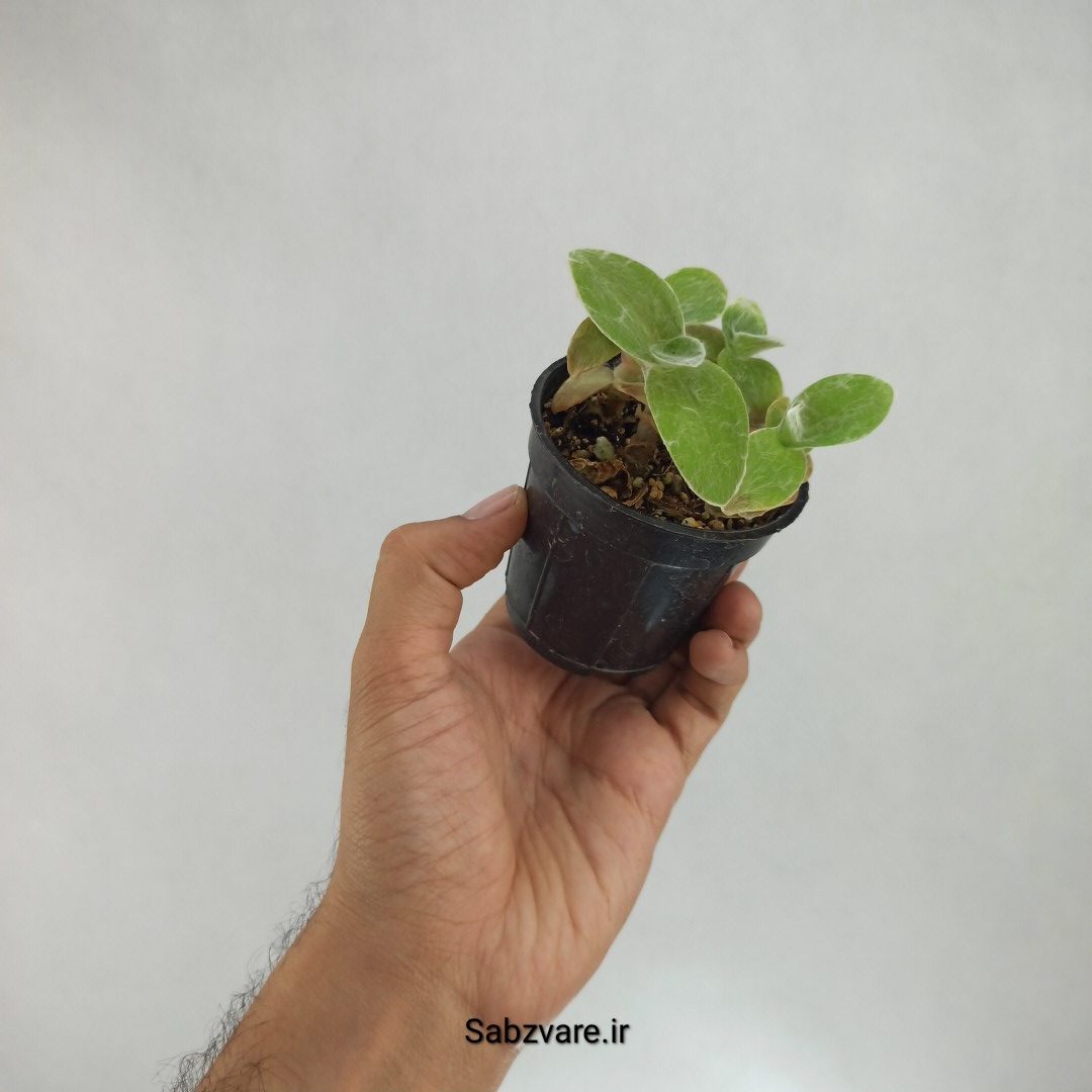 برگ بیدی تار عنکبوتی (S22963) - Image 2