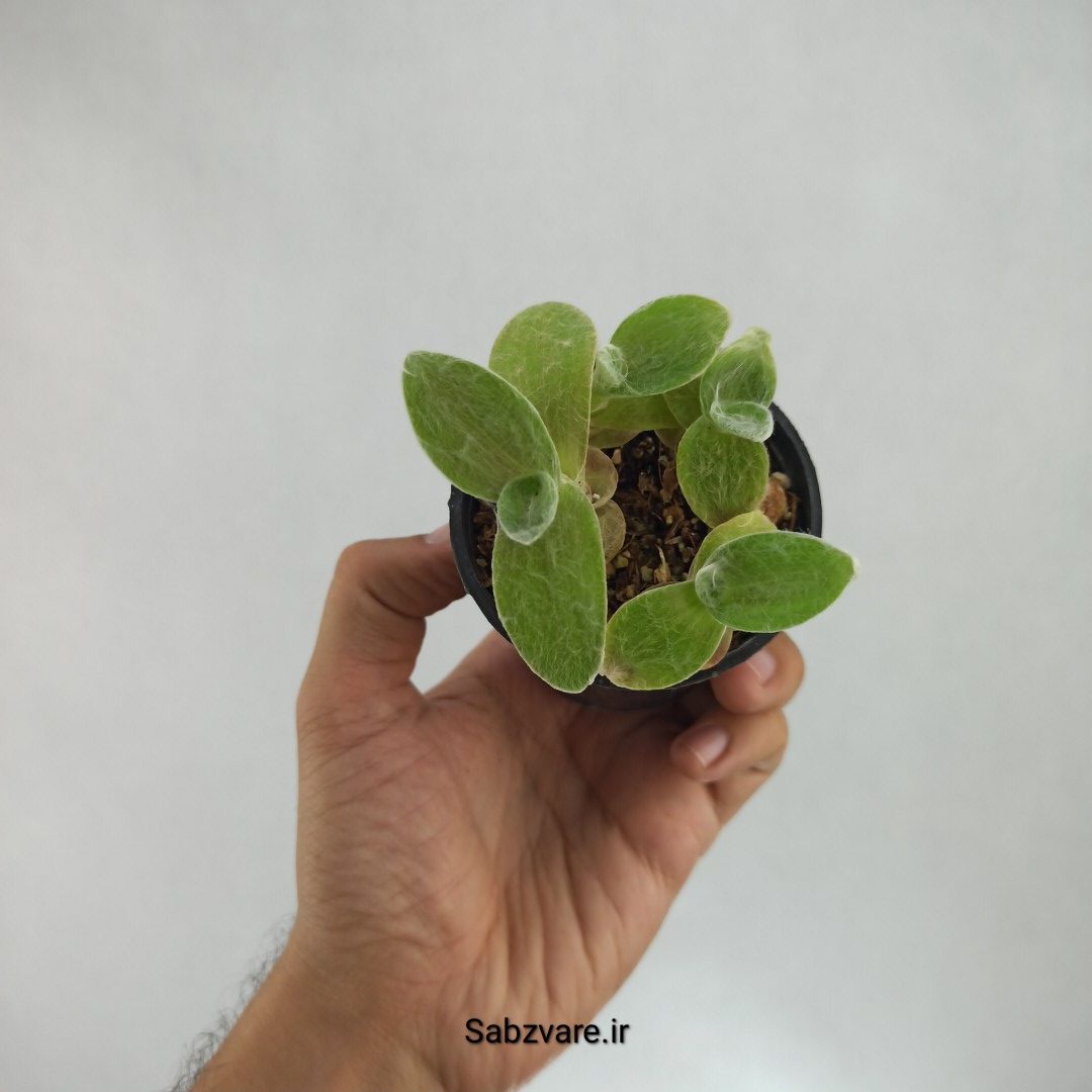 برگ بیدی تار عنکبوتی (S22963)