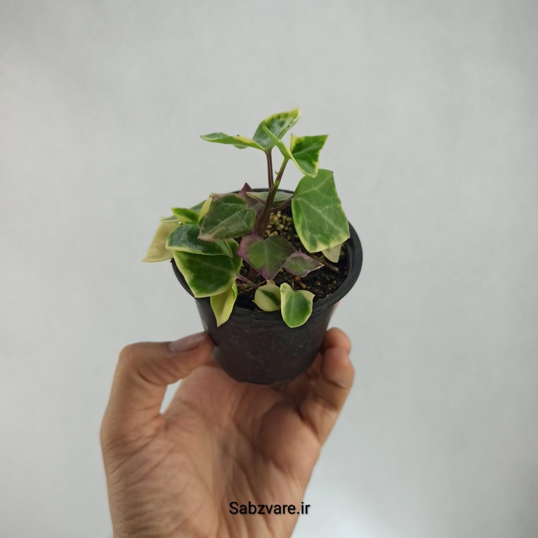 سنسیو ماکروگلسوس ابلق (T22974)